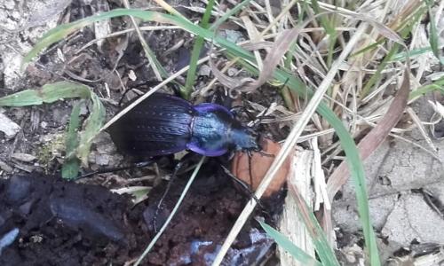 Réf. 238 854 : Carabus monilis